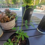 20210517_072219.jpg