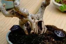 DSCF7251.JPG