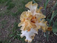 iris.jpg