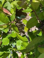 elm finch nest May 2021.jpeg