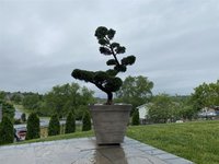 IMG_5501 (Large).JPG