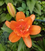 IMG_20210524_172537790~2.jpg