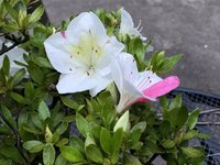 F7AA5FDD-C293-402E-90ED-A96C552404CE.jpeg