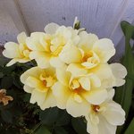 natural bouquet.jpg