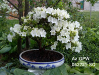 Az GPW posted 052721 flowers.JPG