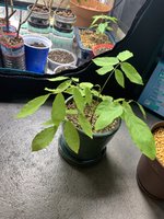 Wisteria Green Pot.jpg