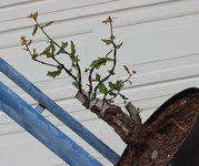 oak2-8.jpg