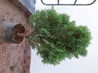juniper-tree.jpg