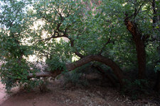 gambel_oak_moab-3.jpg