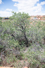 gambel_oak_arches_2.jpg