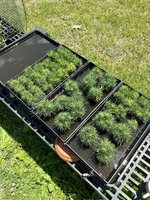 7BB97EE7-A22F-45FC-98C7-59CD6CD7BE06.jpeg 7BB97EE7-A22F-45FC-98C7-59CD6CD7BE06.jpeg