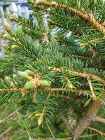 Picea pungens.jpg