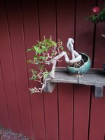 bougainvillea on shelf.jpg