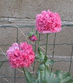 papaver_130626a.jpg