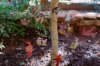 Bldgd wilt 19Nov2013 .jpg