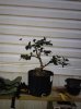 Camellia1113.jpg Camellia1113.jpg