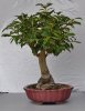 Camellia_2013-08-22.jpg