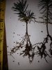 pine 1.JPG