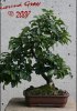 Common Buckthorn Bonsai.jpg