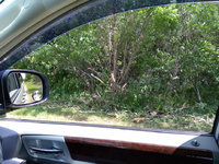 Twp road-side clean up crew trims trees.JPG