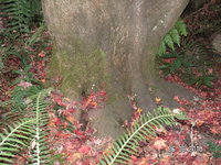 Acer palmatum Mayday Hills 4.JPG