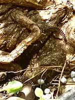 D375824D-2237-47F8-BB9F-3E8F7809D8A6.jpeg
