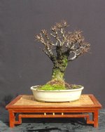 IMGP3337.JPG