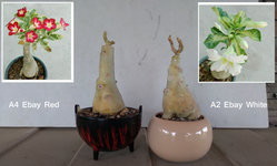 DR ebay A4 & A2 062621 potted.JPG
