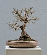 2021-06-TSC_3801ofx.jpg
