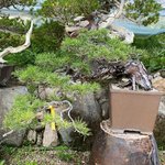 okbonsai_min_205230207_785250842174234_8140207003156424081_n.jpg