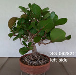SG 062821 left.JPG