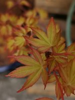 IMG_20210418_170835.jpg