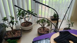 ficus.jpg