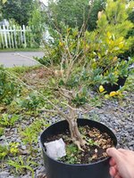 20210704_163838.jpg