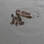 baby ducks.jpg