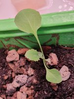 UnknownSeedling1.jpg