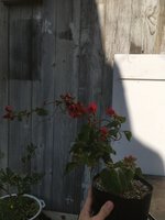 1AB0A877-B656-4C80-AF7C-EFD937745094.jpeg
