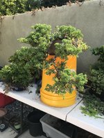 210717 Cascade Nana Sorce Pot1.jpg