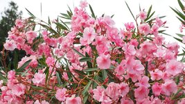 oleander-1521526_1280.jpg
