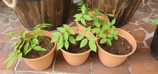 wisteria seedlings 7-25-21.jpg