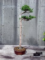 Eastern Red Cedar.JPG