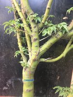 Shishi Airlayer edit.JPG