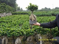 Ginseng-Ficus-Microcarpa-Bonsai.jpg