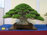 f-micro-bonsai.jpg