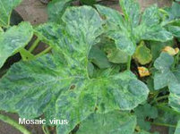 Mosaic virus.JPG