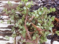 p.afra cuttings today.jpg