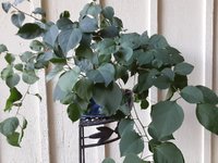 bushy boug.jpg