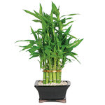 lucky-bamboo.jpg