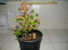 DSCN3721.jpg
