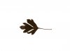 Hawthorn leaf.jpg